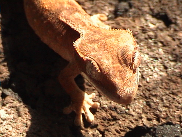 ciliatus