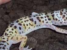 gekon lamparci