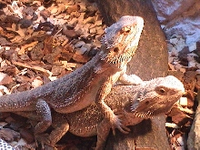 P.Vitticeps