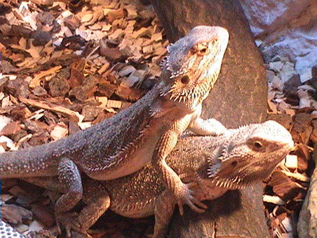 P.Vitticeps