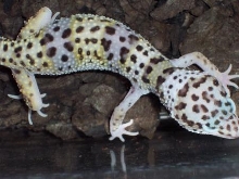 gekon lamparci