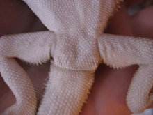pogona vitticeps