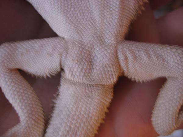 pogona vitticeps