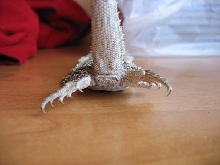 pogona vitticeps