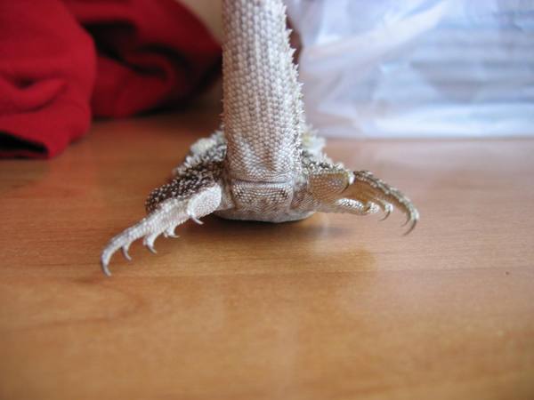 pogona vitticeps