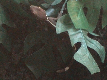 G.Vittatus