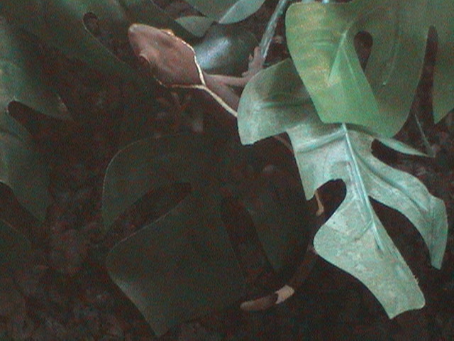 G.Vittatus