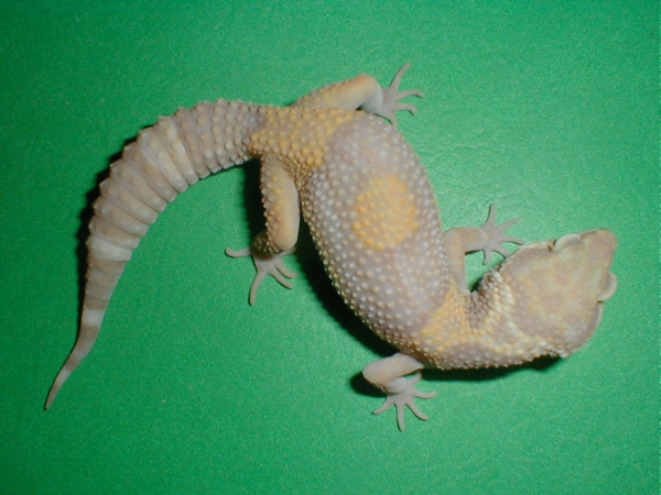 New Albino (2002)