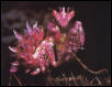 p.ocellata colour change