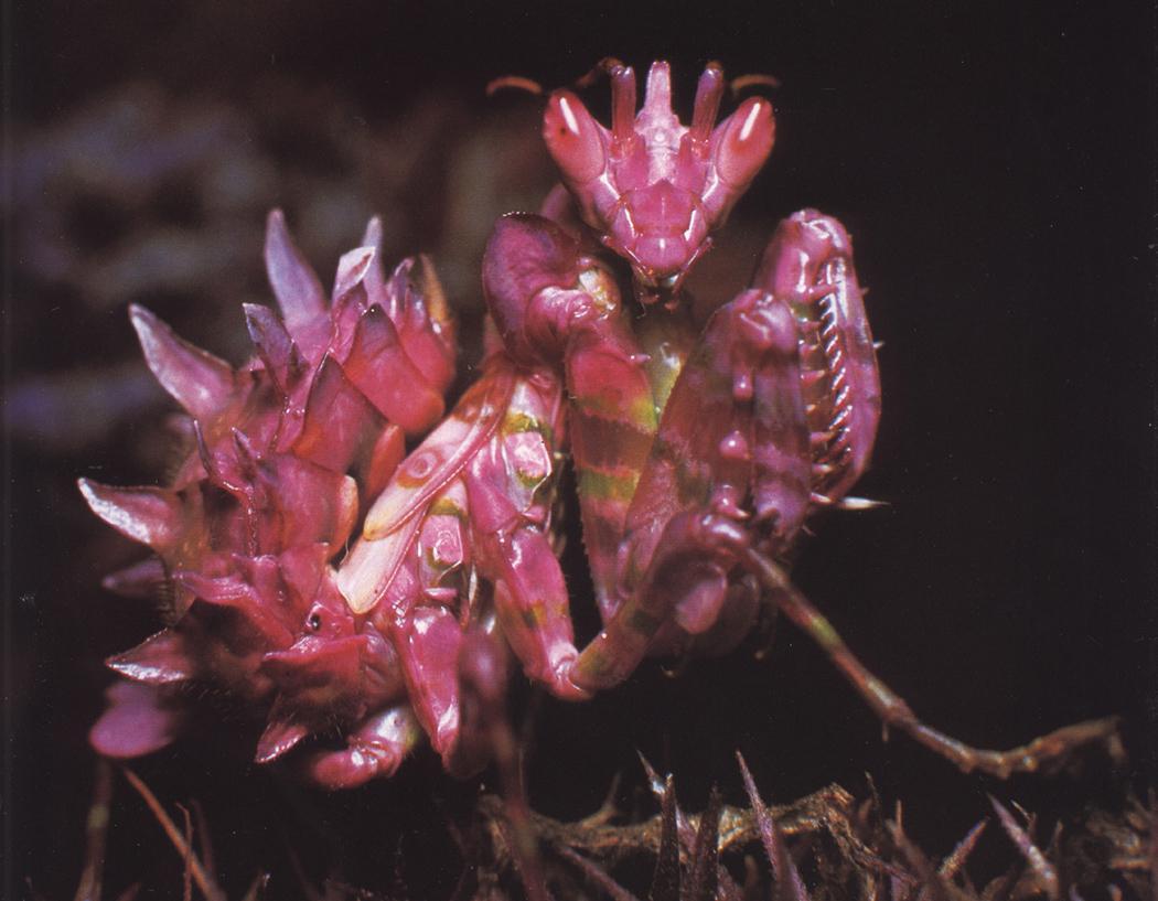 p.ocellata colour change