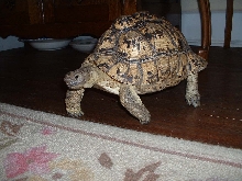 suzie1