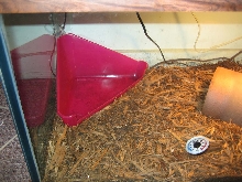 RF cage 2