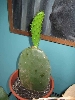 cactus4