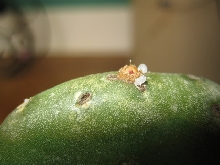 cactus2