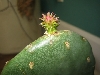 cactus3