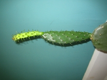 cactus5
