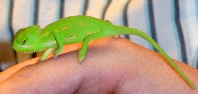 Baby Cham