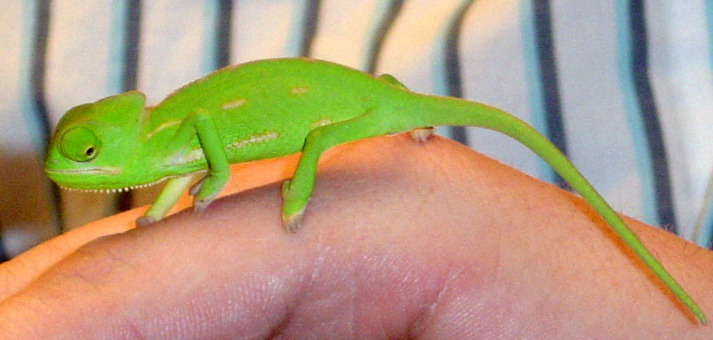 Baby Cham