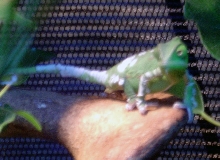 Baby Chameleon Shedding