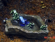 Arrow Frogs