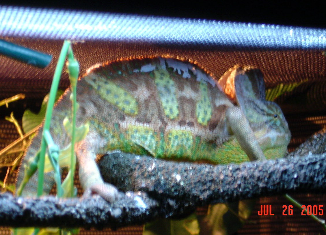 Cruiser pic 7-26-05