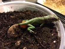 Knight Anole hatching