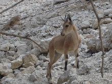 Baby Ibex