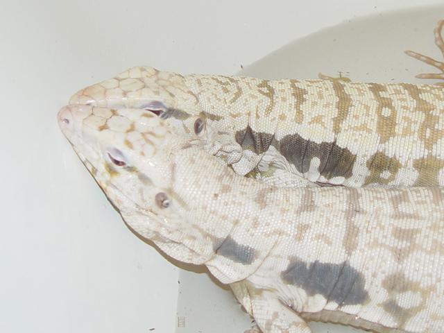 Albino Blues