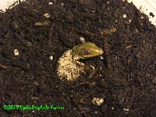 Knight Anole Egg Hatching
