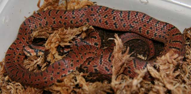Female Japanese Forest Rat Snake (E. conspicillata)