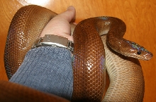 Adult Female Normal Colombian Rainbow Boa