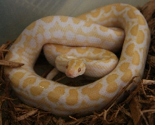 Female Albino Colombian Rainbow Boa #1