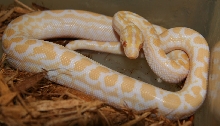 Albino E. c. maurus female