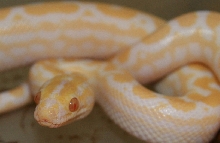 Albino E. c. maurus head shot