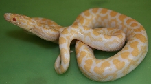 Female Albino Colombian Rainbow Boa #2