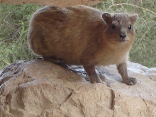 Rock Hyrax