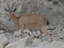 Adult Ibex