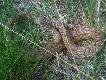 Bull Snake - Cherry Creek State Park, Colorado