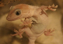 Leucistic Tokay Hangin' Out