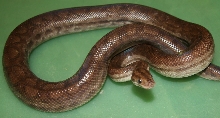 Male Het Albino Colombian Rainbow