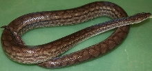 Male Het Leucistic Colombian Rainbow Boa
