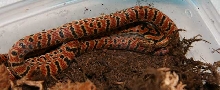 Male Japanese Forest Rat Snake (E. conspicillata)