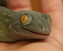 Smilin' Green Tokay