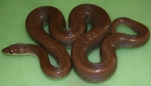 Male Patternless Colombian Rainbow