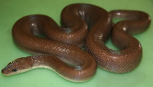 Male Patternless Colombian Rainbow