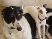 My pups