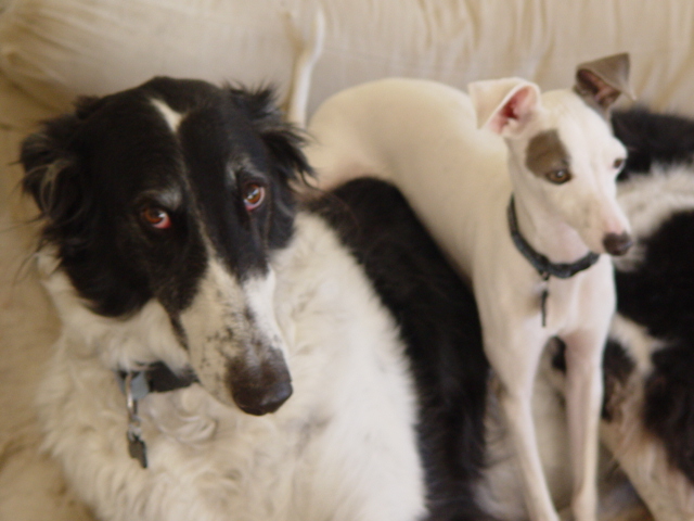 My pups