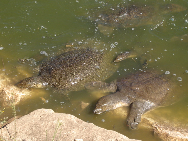 Trionyx triunguis