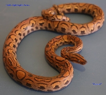 "Wipeout" phase Brazilian Rainbow Boa