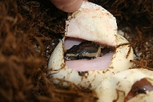 Pipping Pied 2011